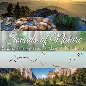 Light Wind Blowing Through the Pines