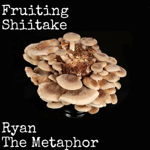 Fruiting Shiitake