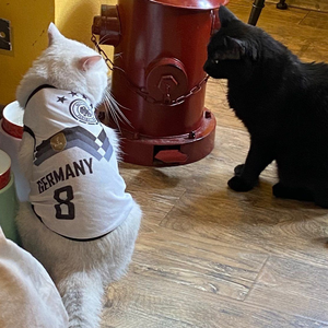 忽而今夏（Cover 汪苏泷）