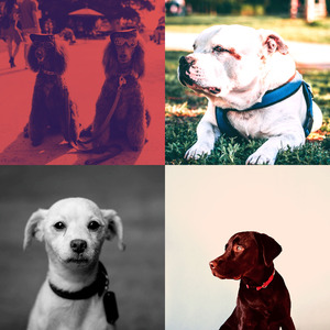 温和可爱的狗梦想