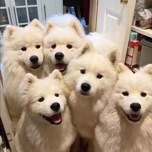 花花公子 （片段）