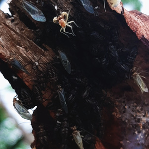 Eu Não Vou Mais Voltar Pro Hospício (Cover)