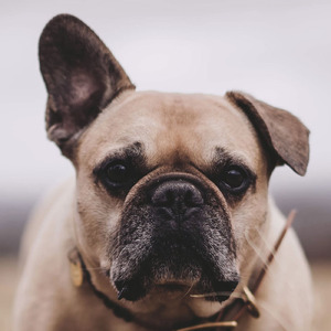 おえんけど 好きじゃけん (feat. Chris)