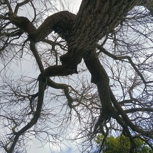 逆水寒（什么政 remix）