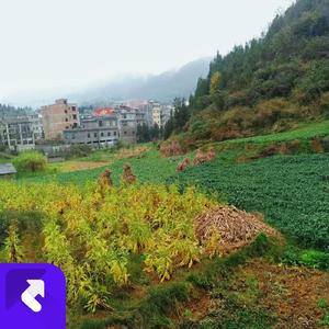 整夜整夜睡不着 (现场)