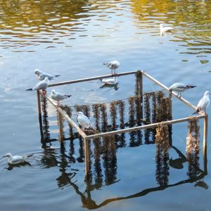 南方 树叶缝隙与阳光