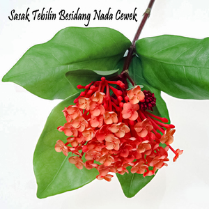 Sasak Tebilin Besidang Nada Cewek