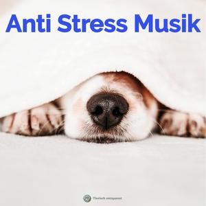 Sanfte Klänge zur Stressreduktion bei Hunden
