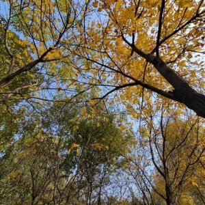 我的快乐就是想你