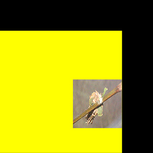 The Mourning Valium Ritual (Album Version)