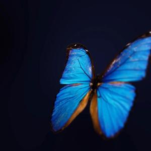 Butterfly（中文抒情版）