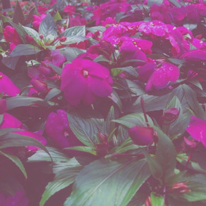 green & blue (Prod. By shogonodo)