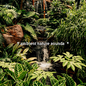 Birds Chirping And Water Sounds