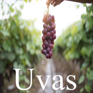 Uvas