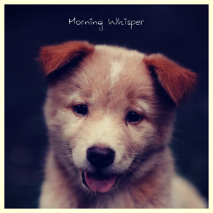 Morning Whisper