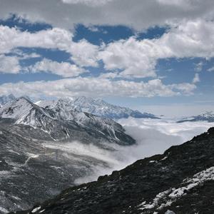 无人区的野玫瑰