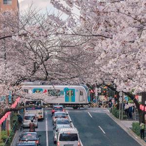 春の -acoustic band arrange-（翻自 古川本舗）