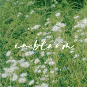 In Bloom（抒情中文版）