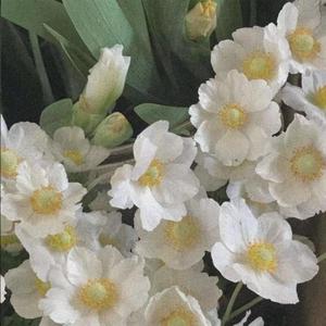 杨花落尽子规啼（女声独唱）（翻自 国风堂）