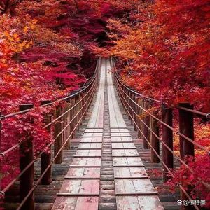 杜鹃-整曲 伴奏