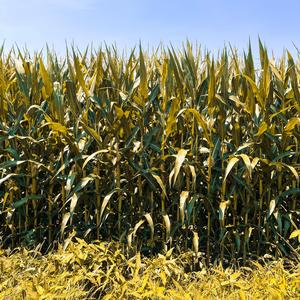 County Lines (feat. Raymond)