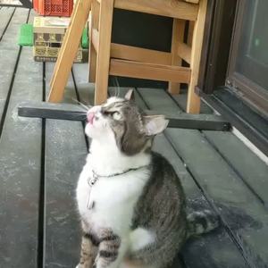 ねこが立った by 富士山のCampanellaカンパネラ