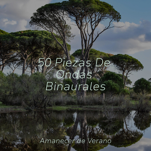 Armonías Aviares Etéreas