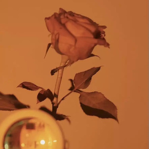 晚风告白（加速版）