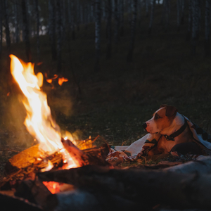 Bonfire Ballads for Barking Buddies