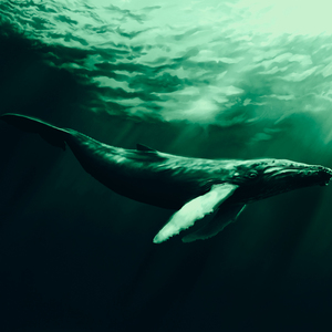 Listen to the Whales