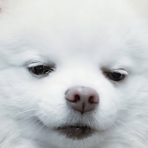 Кораблю пизда