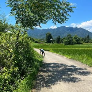 我不唱声嘶力竭的情歌（live版）