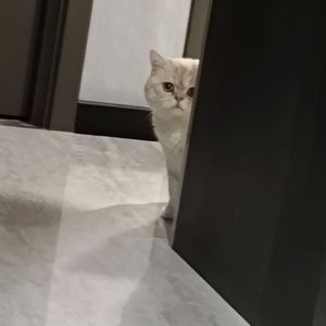 红衣