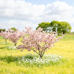 A计划 (Cover 小蓝背心)