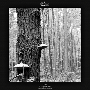 Transpose (Allan Feytor Remix)