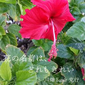 花の名前は、どれもきれい