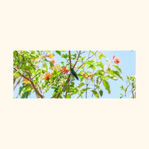 Anglerfish Companionship