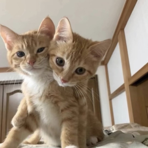 心在夜晚死去 爱在黎明重生