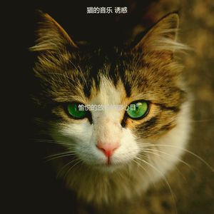 温和小猫梦想