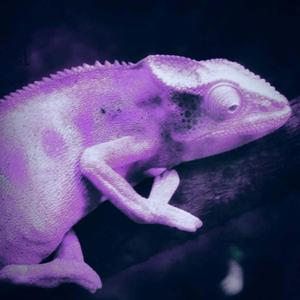 Chameleon