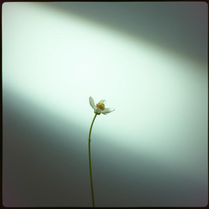 僕の理想の女性