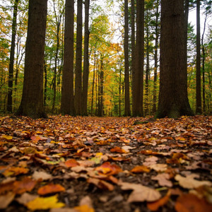 Заводные листья (Original Mix)