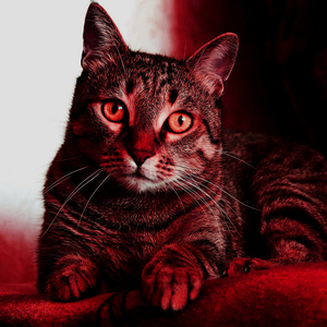 কেউ যদি বলেন শায়খের চরমোনাই