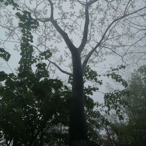 走马（Cover-陈粒）