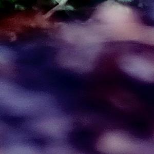 prescise1 sophids wah