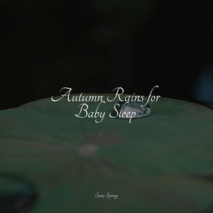 Forest, Evening, Calm, Birds