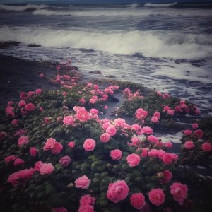 是否两个人足够捕捉爱的镜头