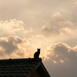 猫儿