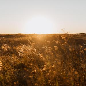 三叶主题曲（吉他版）