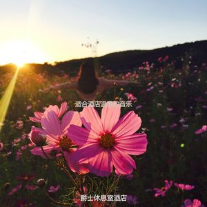 适合旅馆美丽的音乐